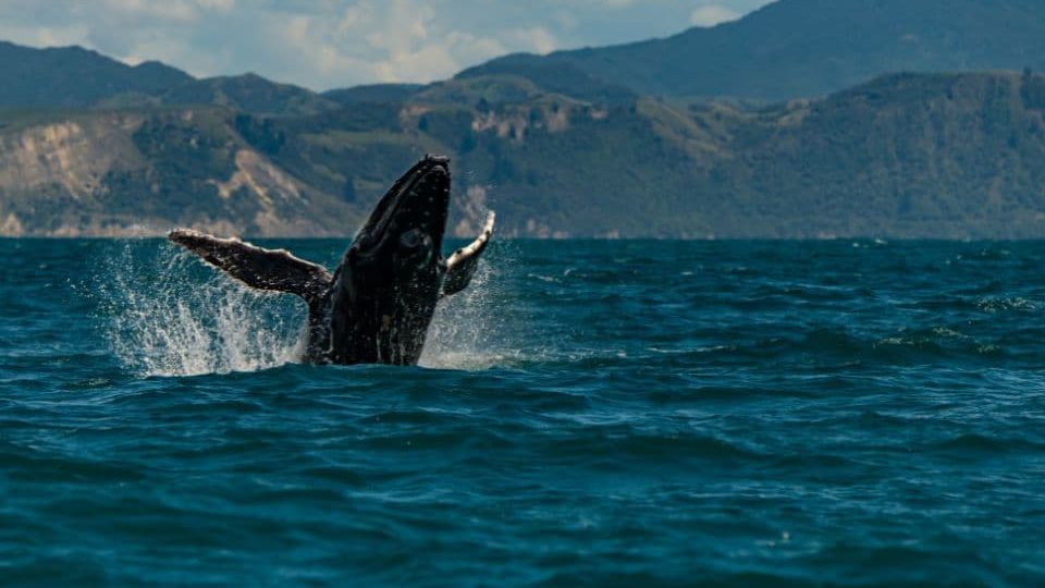 Kaikōura Whale Watching Season: Best Time to Visit