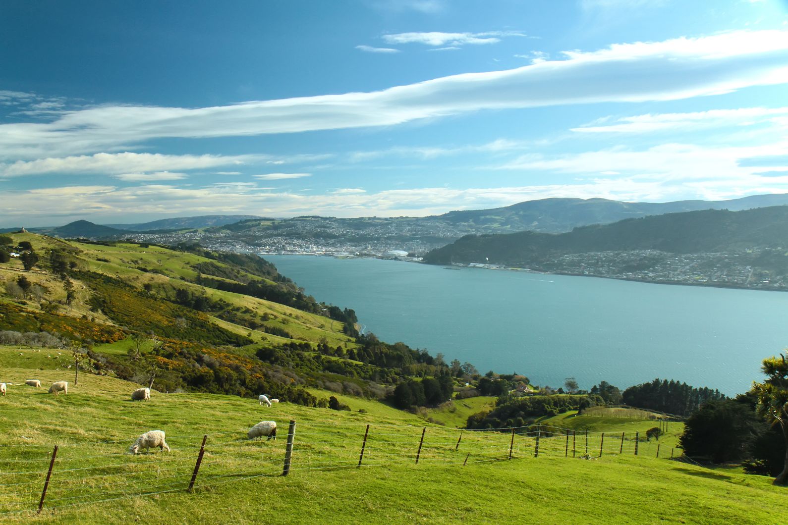 Places to Visit Near Dunedin: Coastal Wonders & Wildlife